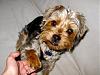 New to YT - Is our son a Yorkie?-img_0338.jpg