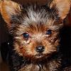 Puppy Scams-getattachment-7-.jpg