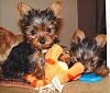 Puppy Scams-getattachment-8-.jpg