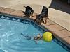 My Yorkie is a FISH .-pool-fun.jpg