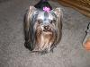 I broke down and took Cali and Roxie to the groomers-cimg7978.jpg