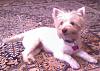 If you didn't have a yorkie, what breed would you want!?-image_03d.jpg