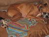 Boxers and Yorkies?-005.jpg