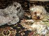 The Odd Couple....Forrest and Louis-ruby-pics-2206adj3.jpg