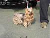 we found a yorkie-l_b0d3464cfddf415b988b3e9524750998.jpg