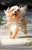 Celebrating the love of yorkies!-rsz_img_3458.jpg