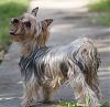 Celebrating the love of yorkies!-rsz_img_3492.jpg