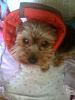 you don't have to be a yorkie-camden-post-surgery-.jpg