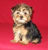 New to Yorkie Talk!!-bailey2.jpg