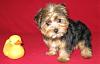 New to Yorkie Talk!!-bailey.jpg