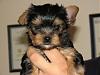 New to YT and going to be a first time Yorkie owner :)-img_4662a.jpg