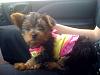 New to YT and first time Yorkie owner!-securedownload.jpg