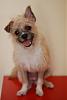 Is my yorkie a purebred?-dsc_0030.jpg