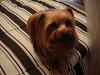 Update on Maggie and Timba-phpqkoccfam-timba.jpg