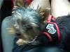 here is a pic of Gigi in her road rally harness-getattachment.aspx.jpeg