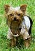 Wild Haired Yorkie!!-fiona-white-t-shirt-mud-3.jpg