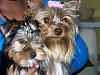 Hello Yorkie Talk Members-085.jpg