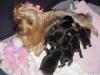 NEW Pictures of Bentley, Bitsy and 2 week old Puppies-bitsypups2.jpg