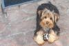 Hello fellow Yorkie lovers-dcp_0173_00.jpg