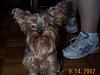 Curly haired yorkie?-958962-1.jpg