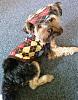 Floppy Eared Yorkies Unite!-fairy-tails-fashions-2.jpg