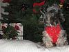 Floppy Eared Yorkies Unite!-christmas-2009-bucky-ears.jpg