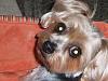 Floppy Eared Yorkies Unite!-dscf1881.jpg