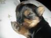 NEW Pictures of Bentley, Bitsy and 2 week old Puppies-girlpup1.jpg