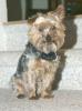 Missing Yorkie-img_01701111111.jpg