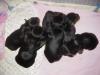 NEW Pictures of Bentley, Bitsy and 2 week old Puppies-puppies.jpg