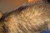 Question on Yorkie coat...-img_0172.jpg