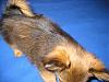 Question on Yorkie coat...-img_0176.jpg