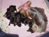 NEW Pictures of Bentley, Bitsy and 2 week old Puppies-mvc-003f.jpg