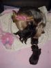 NEW Pictures of Bentley, Bitsy and 2 week old Puppies-mvc-004f.jpg