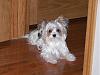 Who owns a rescue or rehomed Yorkie?-littlepeanut1.jpg
