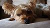 Anyone know what kind of Yorkie this is?-dsc02914-smaller-size.jpg