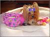Anyone know what kind of Yorkie this is?-destiny-birthday-010.jpg