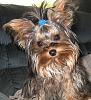 Anyone know what kind of Yorkie this is?-bridget-7-months.jpg