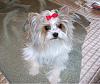 Do you put hairbows to your male yorkies?-pretty-peanut1.jpg