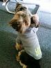 Silver yorkie?-thank-you-adrianna-.jpg