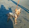 How tall and long is your Yorkie??-dsc04020.jpg