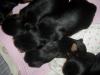 NEW Pictures of Bentley, Bitsy and 2 week old Puppies-mvc-019f.jpg