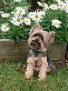 To those of you with Yorkies that have shorter cuts...-dsc00427.jpg