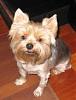 To those of you with Yorkies that have shorter cuts...-copy-2008-09-12-001.jpg