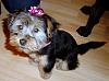 To those of you with Yorkies that have shorter cuts...-lilys-new-haircut.jpg