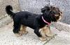 To those of you with Yorkies that have shorter cuts...-lilys-new-hairdo.jpg