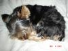 Yorkie's coat-picture-015.jpg