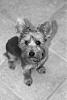 To those of you with Yorkies that have shorter cuts...-30033_761486582792_17103246_41272744_7755439_n.jpg
