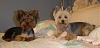 To those of you with Yorkies that have shorter cuts...-both2.jpg