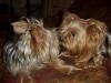 PICS of Bailey and Charlie's sister, Chloe...I got to doggy sit :)-chloebitsykissing1-3-06.jpg